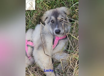 Lacky –  der Kuschelbär