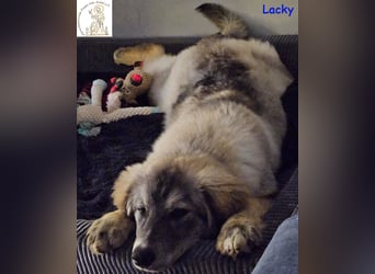 Lacky –  der Kuschelbär