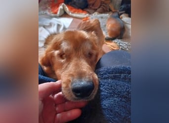 *Handicap* - blinder Zorro liebt Menschen seh