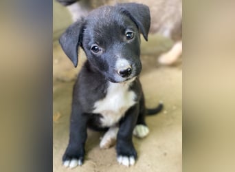 Kaviar, geb. ca. 08/2025, lebt in GRIECHENLAND, auf einer privaten Pflegestelle