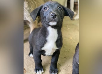 Kaviar, geb. ca. 08/2025, lebt in GRIECHENLAND, auf einer privaten Pflegestelle