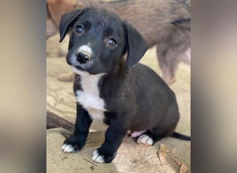 Kaviar, geb. ca. 08/2025, lebt in GRIECHENLAND, auf einer privaten Pflegestelle