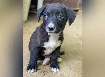 Kaviar, geb. ca. 08/2025, lebt in GRIECHENLAND, auf einer privaten Pflegestelle