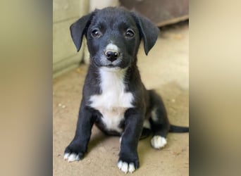 Kaviar, geb. ca. 08/2025, lebt in GRIECHENLAND, auf einer privaten Pflegestelle