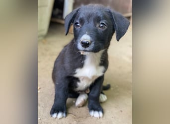 Kaviar, geb. ca. 08/2025, lebt in GRIECHENLAND, auf einer privaten Pflegestelle