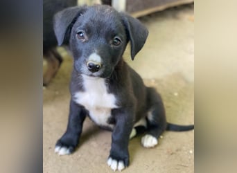 Kaviar, geb. ca. 08/2025, lebt in GRIECHENLAND, auf einer privaten Pflegestelle