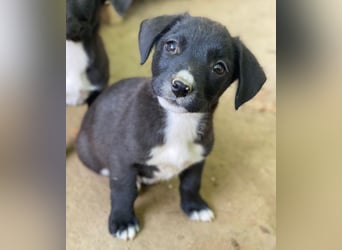 Kaviar, geb. ca. 08/2025, lebt in GRIECHENLAND, auf einer privaten Pflegestelle