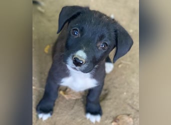 Kaviar, geb. ca. 08/2025, lebt in GRIECHENLAND, auf einer privaten Pflegestelle