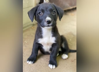 Kaviar, geb. ca. 08/2025, lebt in GRIECHENLAND, auf einer privaten Pflegestelle