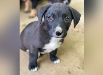 Kaviar, geb. ca. 08/2025, lebt in GRIECHENLAND, auf einer privaten Pflegestelle