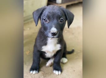 Kaviar, geb. ca. 08/2025, lebt in GRIECHENLAND, auf einer privaten Pflegestelle