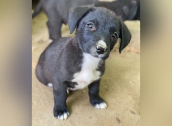 Kaviar, geb. ca. 08/2025, lebt in GRIECHENLAND, auf einer privaten Pflegestelle