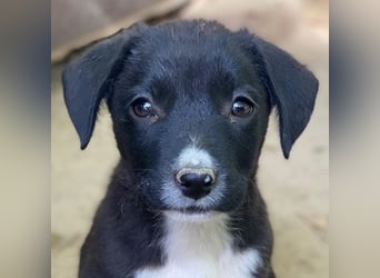 Kaviar, geb. ca. 08/2025, lebt in GRIECHENLAND, auf einer privaten Pflegestelle