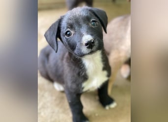 Kaviar, geb. ca. 08/2025, lebt in GRIECHENLAND, auf einer privaten Pflegestelle