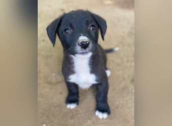 Kaviar, geb. ca. 08/2025, lebt in GRIECHENLAND, auf einer privaten Pflegestelle