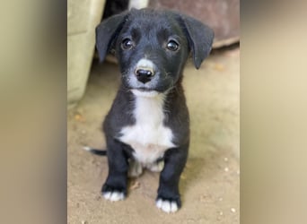 Kaviar, geb. ca. 08/2025, lebt in GRIECHENLAND, auf einer privaten Pflegestelle