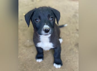 Kaviar, geb. ca. 08/2025, lebt in GRIECHENLAND, auf einer privaten Pflegestelle