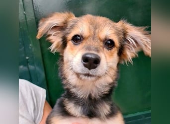 Herzallerliebste LADY wartet auf ein schönes, liebevolles Für-immer-Zuhause