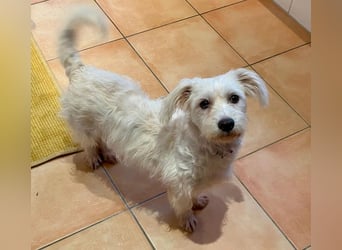 NUBE-fröhlich, menschenbezogen, lernwillige kleine Hündin sucht liebevolles Für-immer-Zuhause