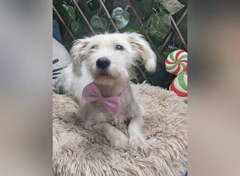 NUBE-fröhlich, menschenbezogen, lernwillige kleine Hündin sucht liebevolles Für-immer-Zuhause