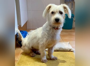 NUBE-fröhlich, menschenbezogen, lernwillige kleine Hündin sucht liebevolles Für-immer-Zuhause