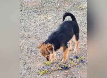 Herzallerliebste LADY wartet auf ein schönes, liebevolles Für-immer-Zuhause