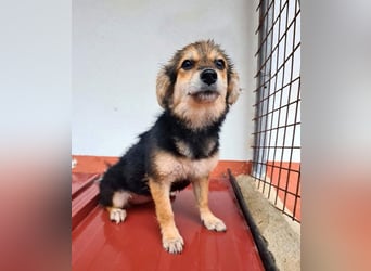 Herzallerliebste LADY wartet auf ein schönes, liebevolles Für-immer-Zuhause