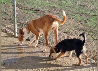 Herzallerliebste LADY wartet auf ein schönes, liebevolles Für-immer-Zuhause