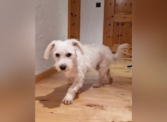 NUBE-fröhlich, menschenbezogen, lernwillige kleine Hündin sucht liebevolles Für-immer-Zuhause