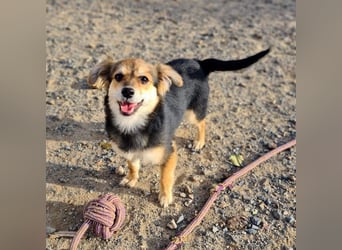 Herzallerliebste LADY wartet auf ein schönes, liebevolles Für-immer-Zuhause