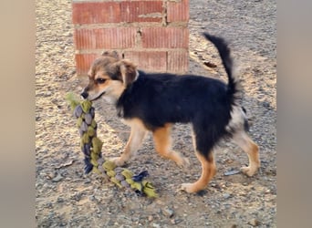 Herzallerliebste LADY wartet auf ein schönes, liebevolles Für-immer-Zuhause