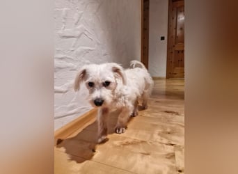 NUBE-fröhlich, menschenbezogen, lernwillige kleine Hündin sucht liebevolles Für-immer-Zuhause