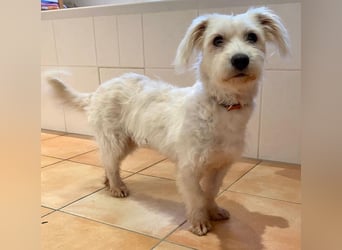 NUBE-fröhlich, menschenbezogen, lernwillige kleine Hündin sucht liebevolles Für-immer-Zuhause