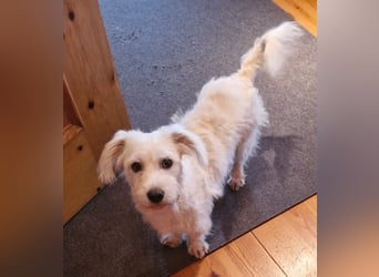 NUBE-fröhlich, menschenbezogen, lernwillige kleine Hündin sucht liebevolles Für-immer-Zuhause