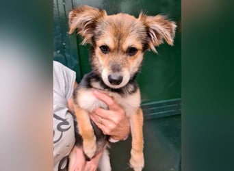 Herzallerliebste LADY wartet auf ein schönes, liebevolles Für-immer-Zuhause