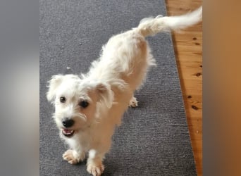 NUBE-fröhlich, menschenbezogen, lernwillige kleine Hündin sucht liebevolles Für-immer-Zuhause