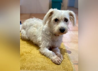 NUBE-fröhlich, menschenbezogen, lernwillige kleine Hündin sucht liebevolles Für-immer-Zuhause