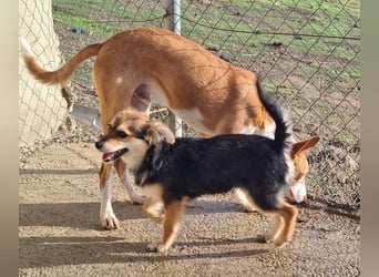 Herzallerliebste LADY wartet auf ein schönes, liebevolles Für-immer-Zuhause