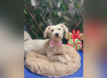 NUBE-fröhlich, menschenbezogen, lernwillige kleine Hündin sucht liebevolles Für-immer-Zuhause