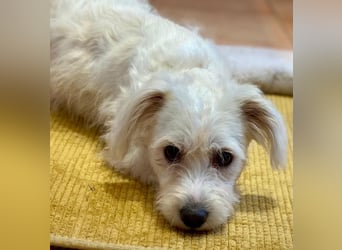 NUBE-fröhlich, menschenbezogen, lernwillige kleine Hündin sucht liebevolles Für-immer-Zuhause