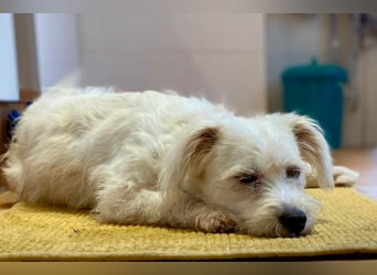 NUBE-fröhlich, menschenbezogen, lernwillige kleine Hündin sucht liebevolles Für-immer-Zuhause