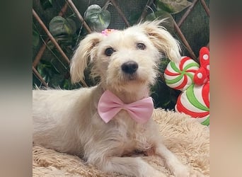 NUBE-fröhlich, menschenbezogen, lernwillige kleine Hündin sucht liebevolles Für-immer-Zuhause