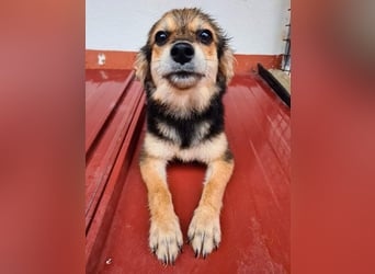 Herzallerliebste LADY wartet auf ein schönes, liebevolles Für-immer-Zuhause