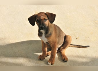 Möchtest du Iggy zeigen, wie schön ein eigenes Zuhause sein kann?