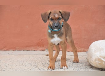 Möchtest du Iggy zeigen, wie schön ein eigenes Zuhause sein kann?