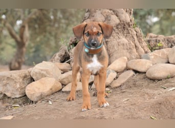 Möchtest du Iggy zeigen, wie schön ein eigenes Zuhause sein kann?