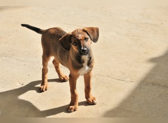 Möchtest du Iggy zeigen, wie schön ein eigenes Zuhause sein kann?