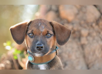 Möchtest du Iggy zeigen, wie schön ein eigenes Zuhause sein kann?