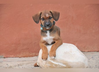 Möchtest du Iggy zeigen, wie schön ein eigenes Zuhause sein kann?