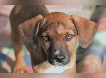 Möchtest du Iggy zeigen, wie schön ein eigenes Zuhause sein kann?